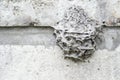 A large wasp nest on a Foundation of gray concrete. The unusual shape of the structure of the wild hive