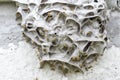 A large wasp nest on a Foundation of gray concrete. The unusual shape of the structure of the wild hive