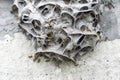 A large wasp nest on a Foundation of gray concrete. The unusual shape of the structure of the wild hive