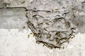 A large wasp nest on a Foundation of gray concrete. The unusual shape of the structure of the wild hive