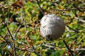 Large wasp nest hanging in tree crown