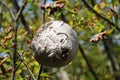 Large wasp nest hanging in tree crown