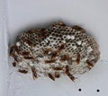 Large wasp nest