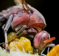 Large wasp on thin branch in spring.