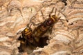 European hornets Vespa crabro emerging from hole in nest Royalty Free Stock Photo