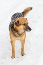 Large watch dog with a close look in the winter covered with snow, portrait of a dog