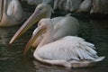 White pelican bird with an eormous orange bill