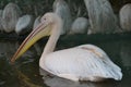 White pelican bird with an eormous orange bill