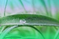 Large water drop on green leaf,