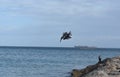 Large water fowl diving into the blue ocean Royalty Free Stock Photo