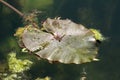 Large Water lily or Nymphaea aquatic rhizomatous perennial herb plant leaf surrounded with moss and small leaves floating on top Royalty Free Stock Photo