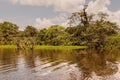 Large Water Trees, Amazonian Rainforest