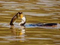 Magpie Goose in Queensland Australia Royalty Free Stock Photo