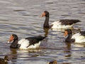 Magpie Goose in Queensland Australia Royalty Free Stock Photo