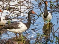 Magpie Goose in Queensland Australia Royalty Free Stock Photo