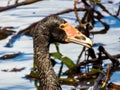 Magpie Goose in Queensland Australia Royalty Free Stock Photo