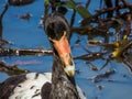 Magpie Goose in Queensland Australia Royalty Free Stock Photo