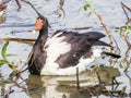 Magpie Goose in Queensland Australia Royalty Free Stock Photo