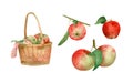 Large watercolor set with apples. Apple on branch with leaves, apples in basket on towel, red fruits, green leaves, harvest for Royalty Free Stock Photo