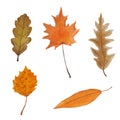 Large watercolor set of autumn leaves on a white background.