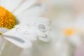 Large waterdrops on fragile chamomile flower peta with yellow core Royalty Free Stock Photo
