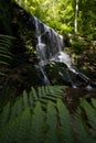 a large waterfall with many large ferns in the woods by itself