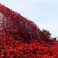 Large wave of ceramic poppies at war memorial.