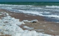 Large waves with foam near the shore during a strong storm, Black Sea, Ukraine Royalty Free Stock Photo