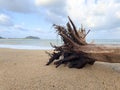 A large weathered piece of driftwood sits on a sandy beach. Royalty Free Stock Photo