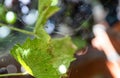 Large web woven in yard between wall and vine Royalty Free Stock Photo