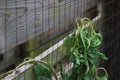 Large weeds dying after herbicide treatment Royalty Free Stock Photo