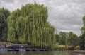 Large Weeping Willow Tree Hangs Over River Cam in England