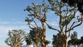 Large weird coral trees in Embarcadero Marina park near USS Midway and Convention Center, Seaport Village, San Diego, California Royalty Free Stock Photo