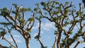 Large weird coral trees in Embarcadero Marina park near USS Midway and Convention Center, Seaport Village, San Diego, California Royalty Free Stock Photo