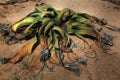 Large Welwitschia plant in Namibian desert