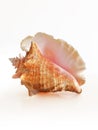 large west indies lambi shell on a white background Spiral seashell taken closeup isolated on white background. Marine conch shell Royalty Free Stock Photo