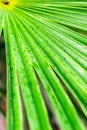 Large wet tropical dense green leaf of a palm tree branch closeup in the jungle, background texture with lines arranged vertically Royalty Free Stock Photo