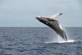 Large whale breaching the water in Hawaii Royalty Free Stock Photo