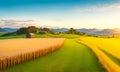 Large wheat in field at a beautiful sunset of nature landscape in sun. Extended rich harvest. Areas agricultural production.