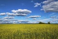 A large wheat field under a blue sky with clouds.