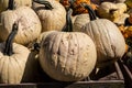 Large Whie Pumkins