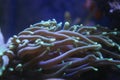 Large Whip Coral Beauty