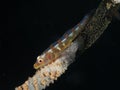 Large whip goby