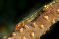 large whip goby on coral Royalty Free Stock Photo