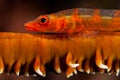 large whip goby on coral