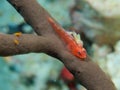 Large whip goby with parasitic copepods, Raja Ampat, Indonesia