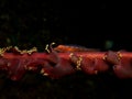 Large whip goby on sea pen