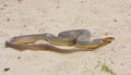 Large whip snake