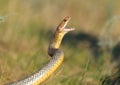 Large whipsnake in attack Royalty Free Stock Photo