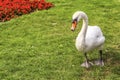 Large white adult swan walking on green grass by red flowers